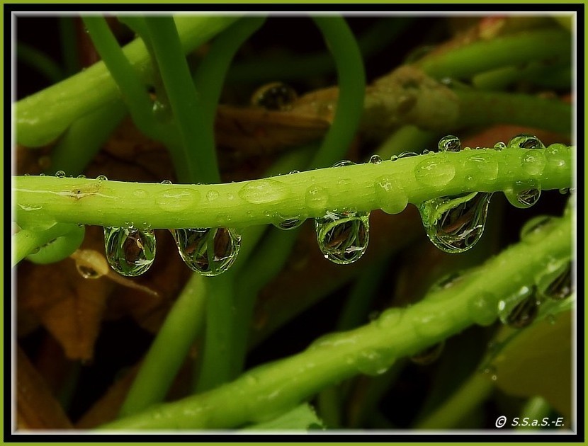 HDR - Regentropfen