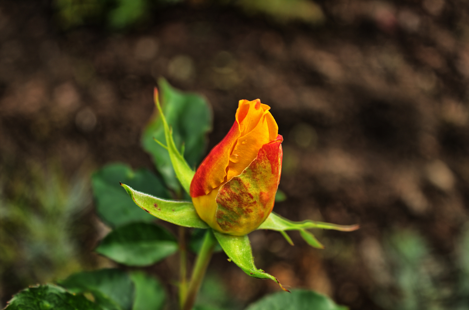 HDR Rose