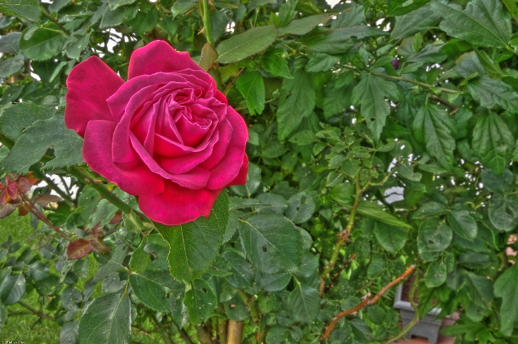 HDR Rose