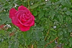 HDR Rose