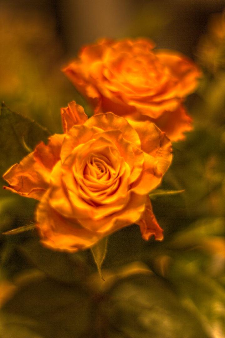 HDR Rose