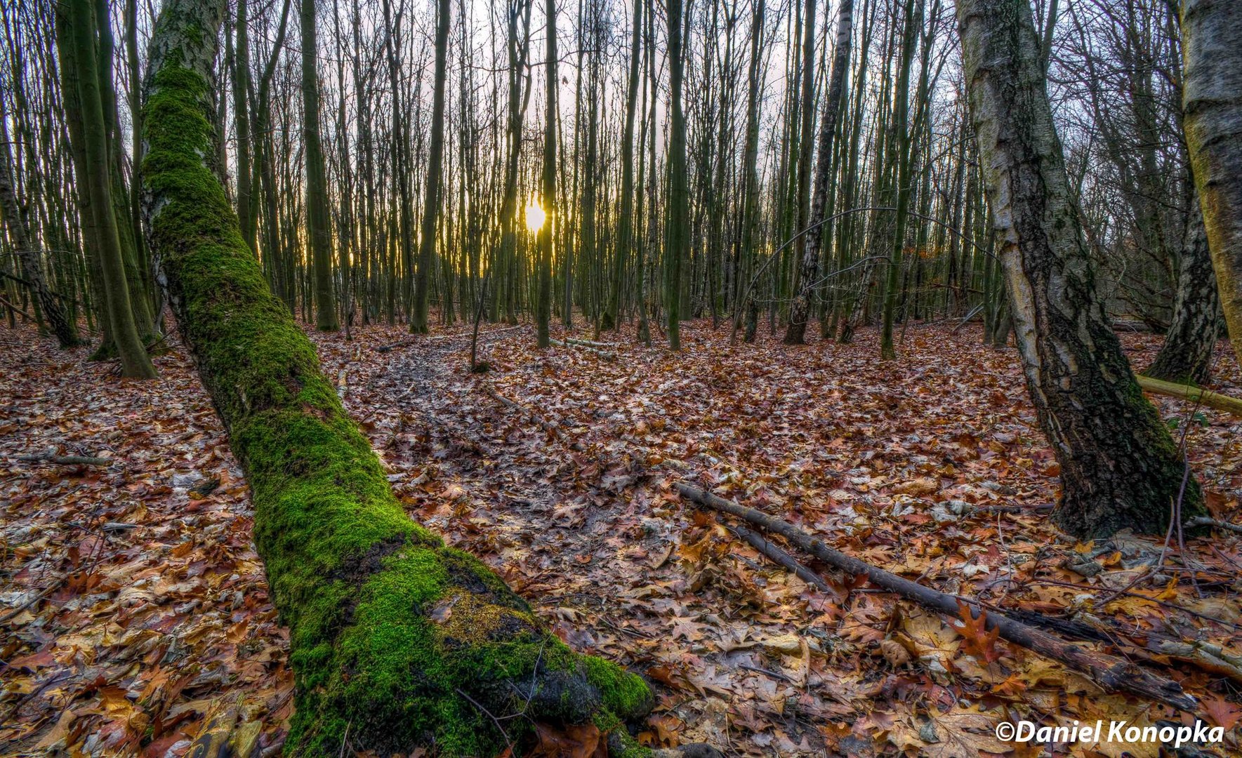 HDR - Schlangenbaum 2