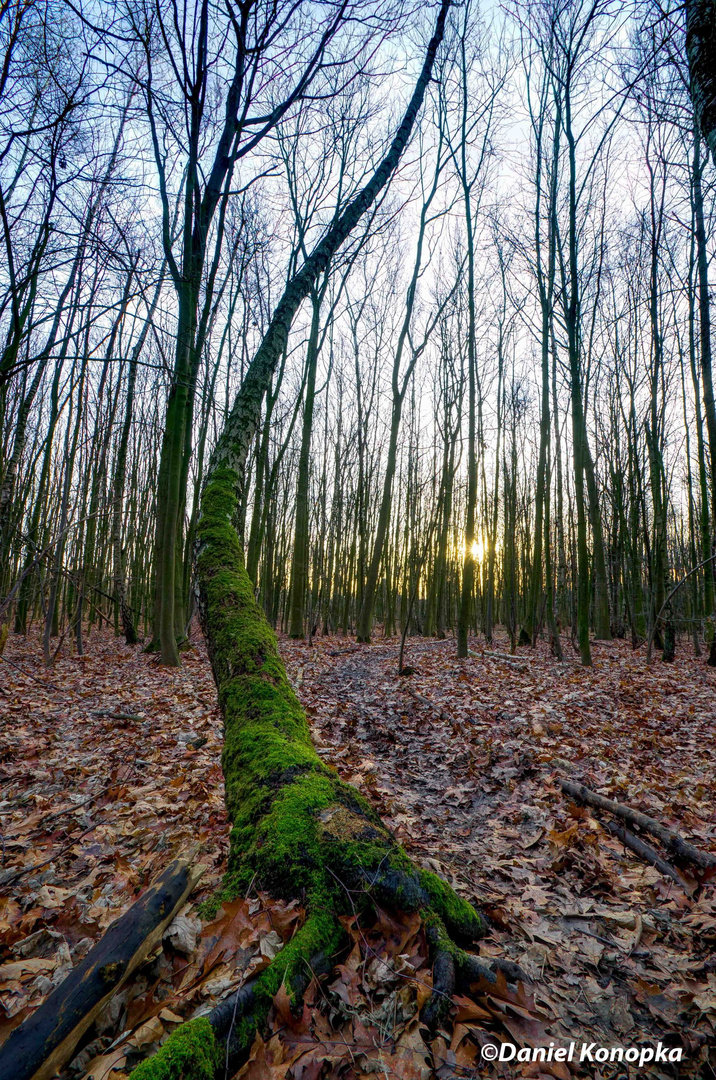 HDR - Schlangenbaum