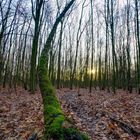 HDR - Schlangenbaum