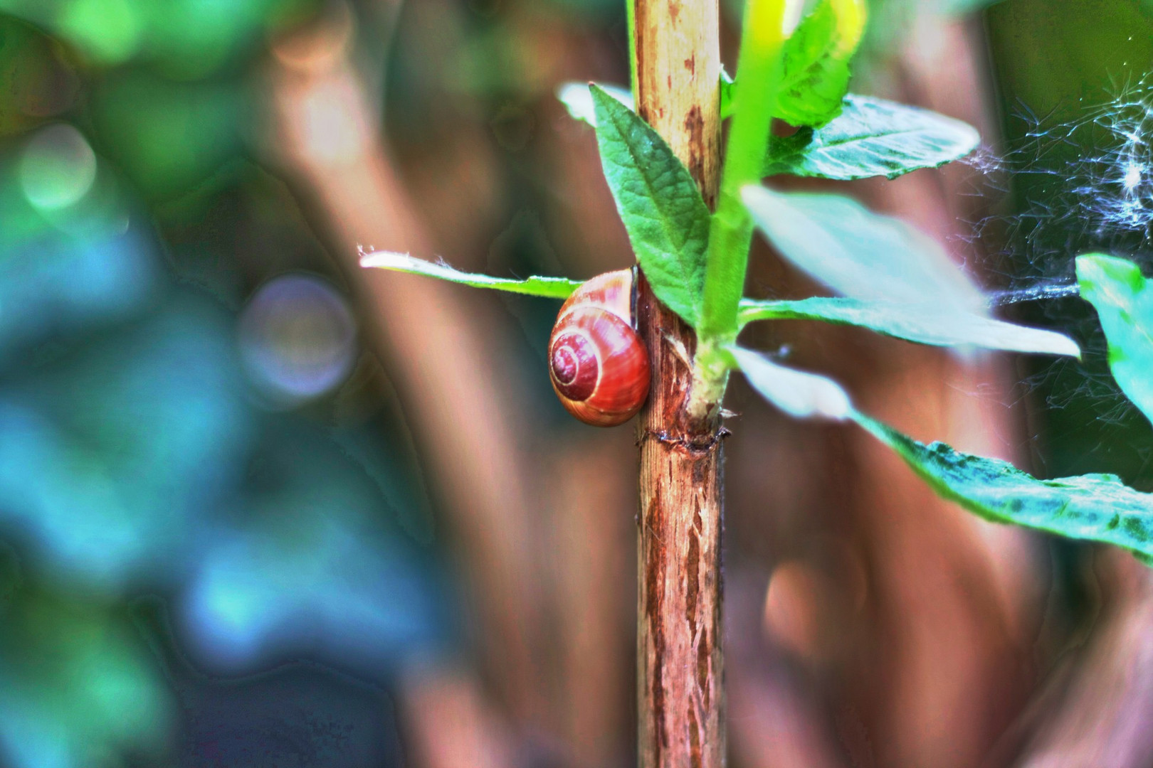 HDR-Schnecke