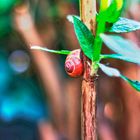 HDR-Schnecke