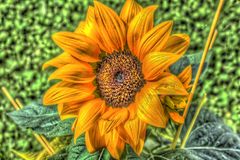 HDR Sonnenblume