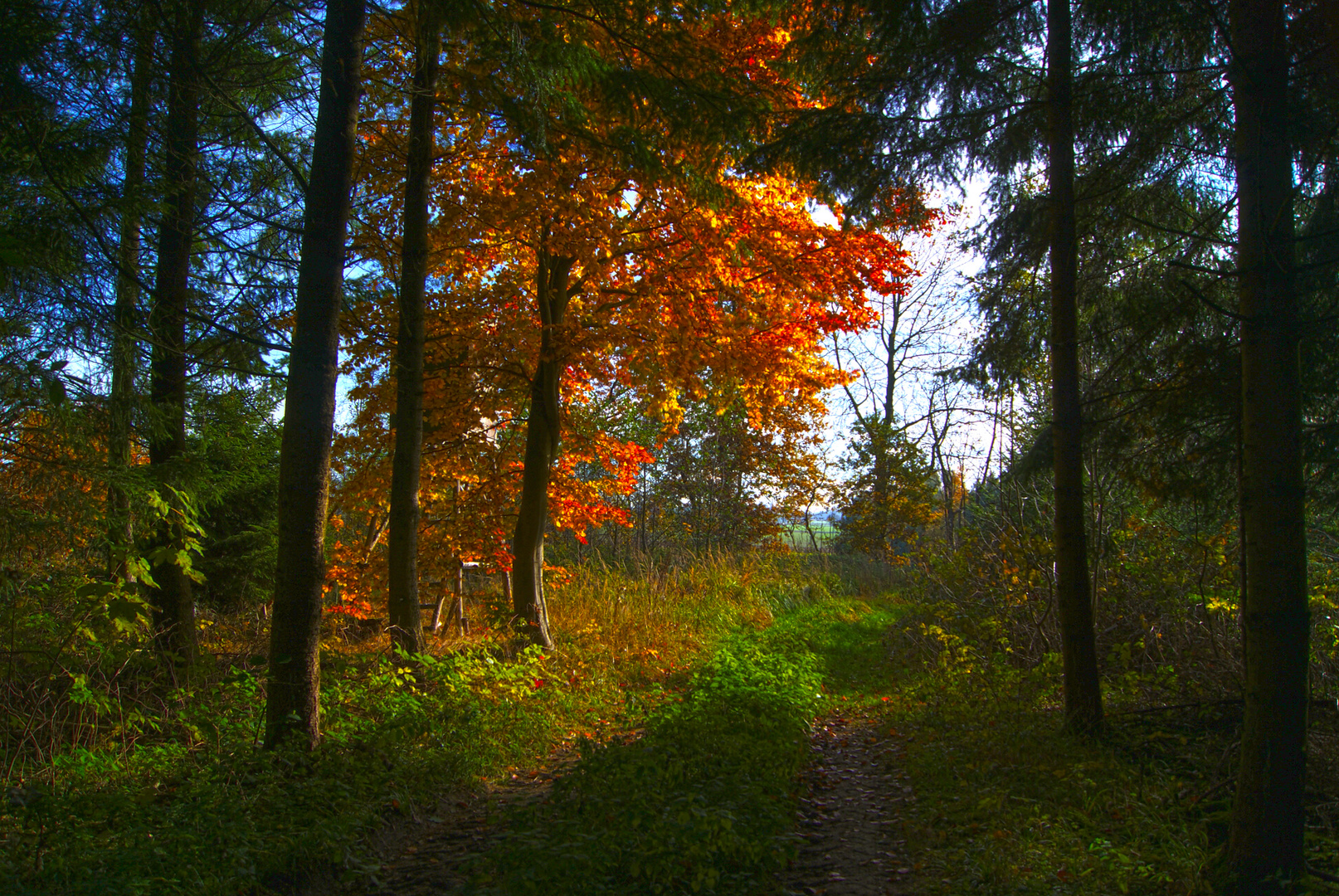 HDR-Spielerei im Herbstwald