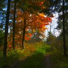 HDR-Spielerei im Herbstwald