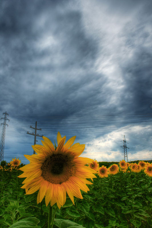 hdr sunflowers