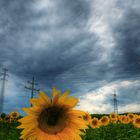 hdr sunflowers