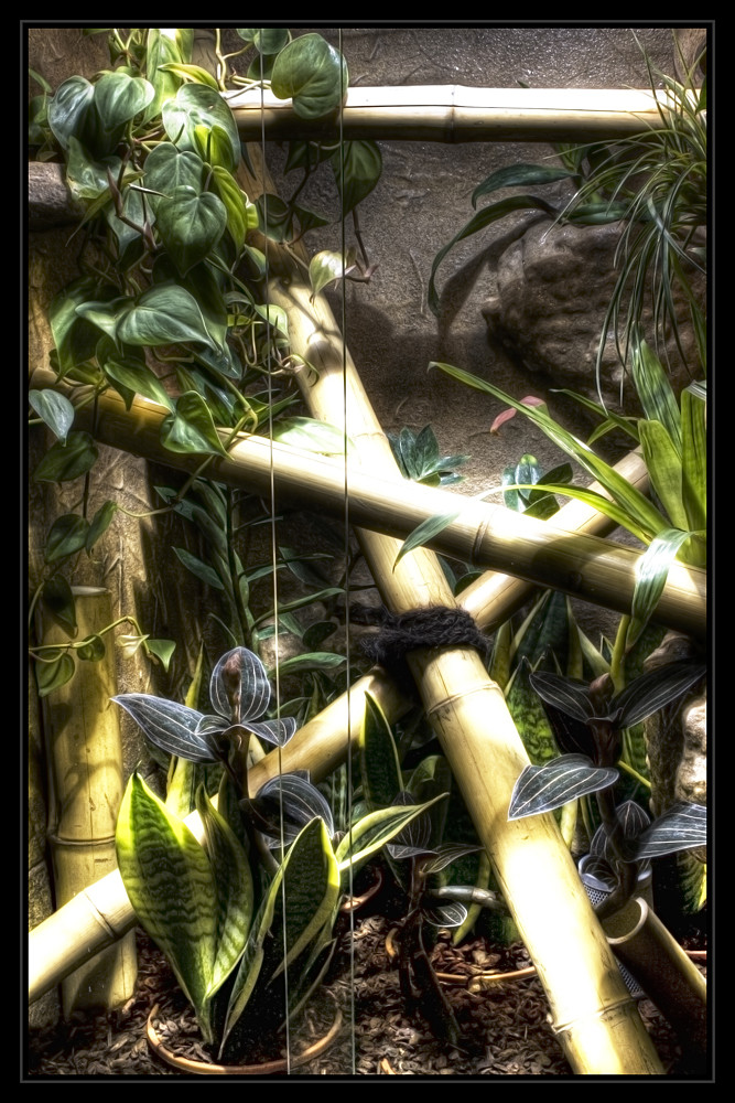 HDR TERRARIUM SAURIAN ECHSE 1