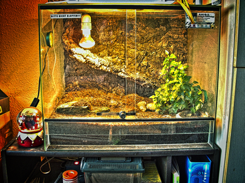 HDR Test an meinem Skorpion Terrarium