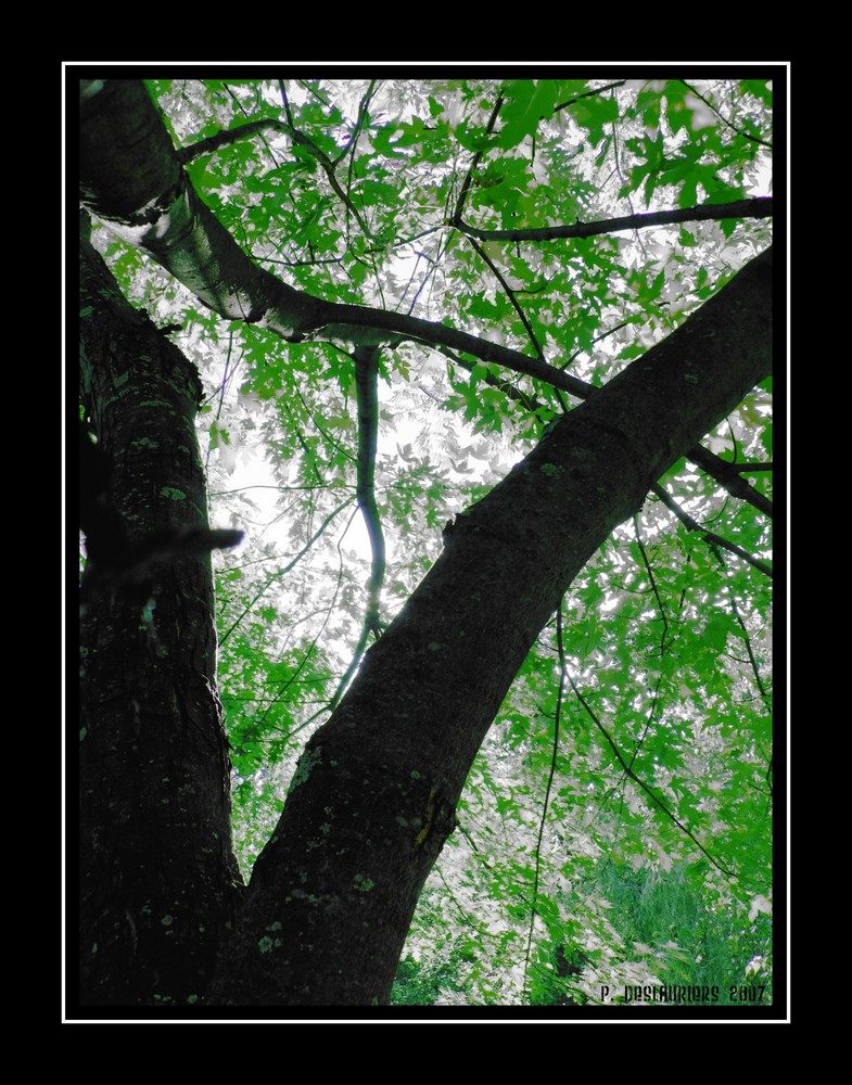 HDR tree