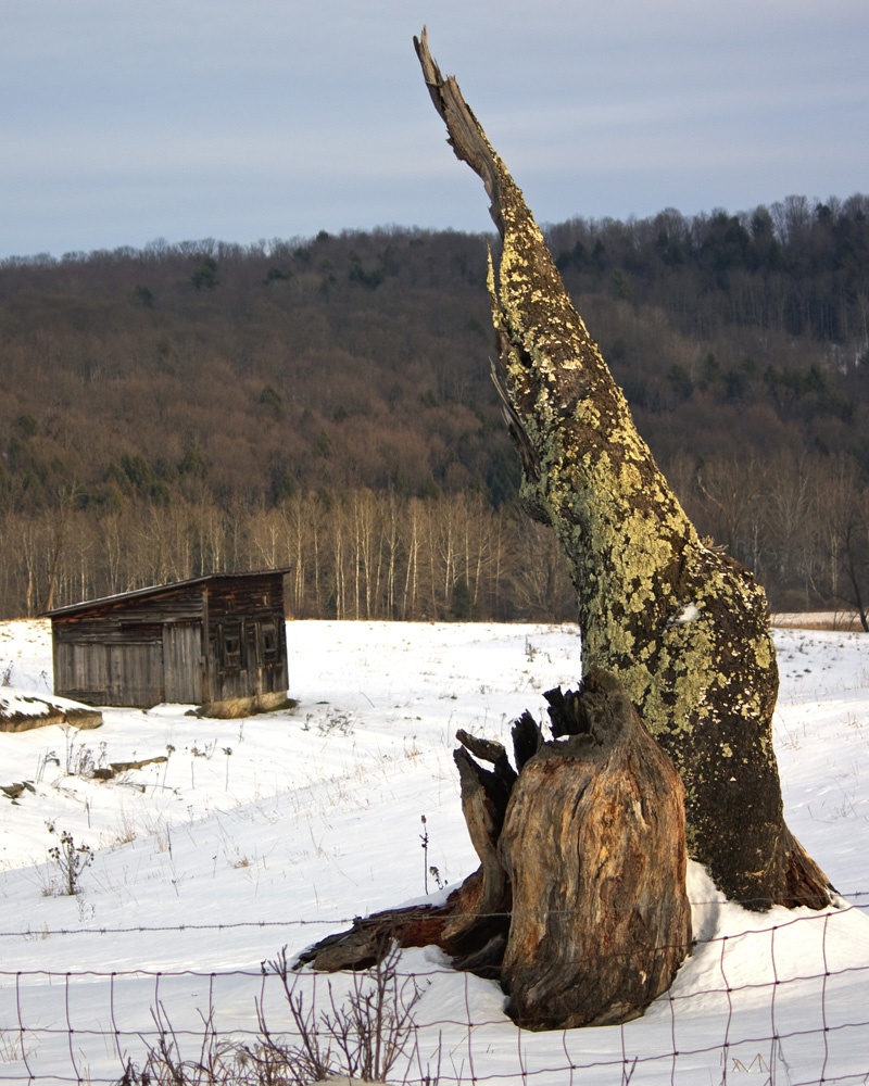 HDR tree stump