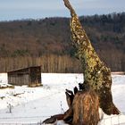 HDR tree stump