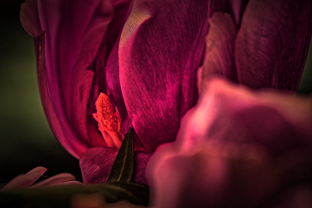 hdr tulpe