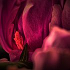 hdr tulpe