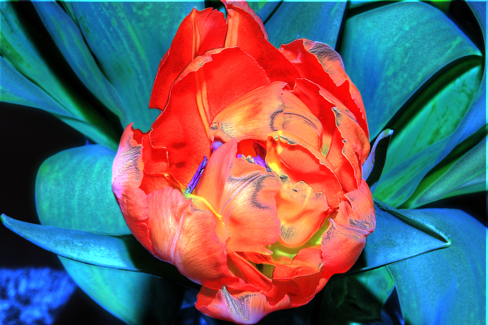 hdr tulpe