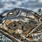 HDR Turtle :-)