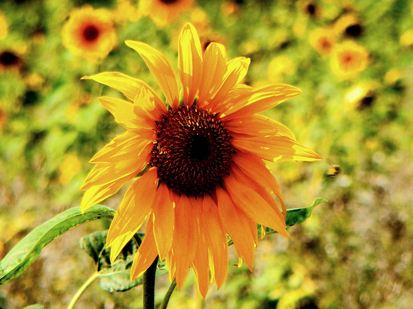 HDR Versuch mit einer Sonnenblume