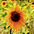 HDR Versuch mit einer Sonnenblume