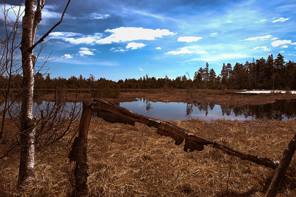 HDR vom Wildsee (Hochmoor im schönen Schwarzwald)