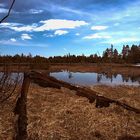 HDR vom Wildsee (Hochmoor im schönen Schwarzwald)