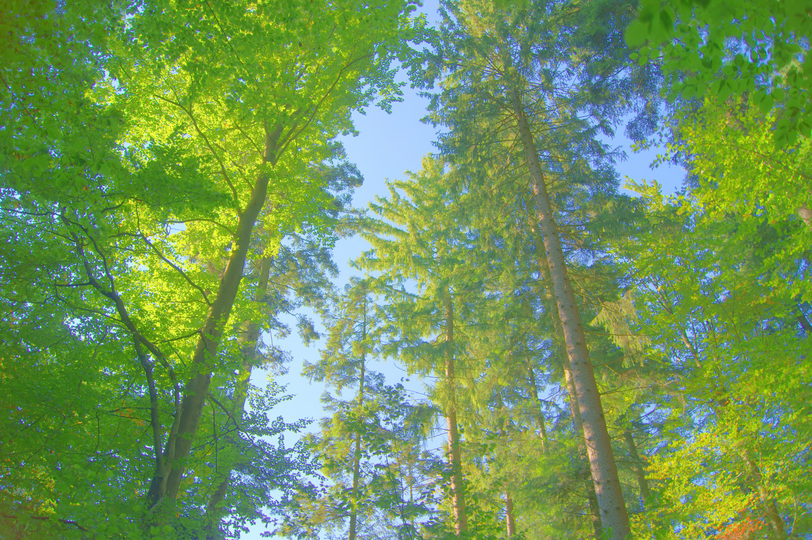 HDR-Wald 1
