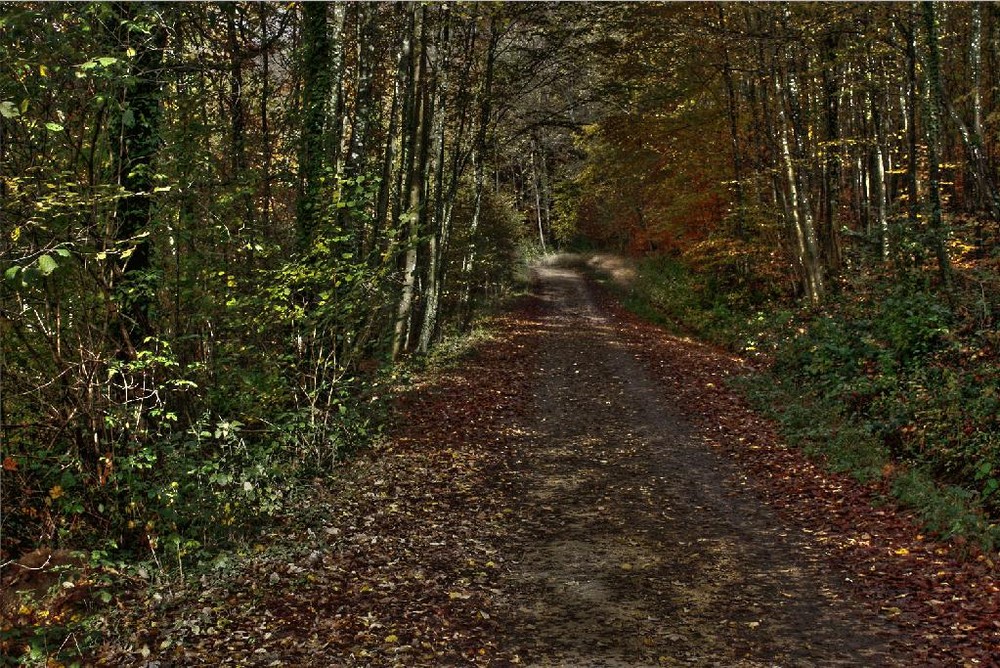 HDR Wald