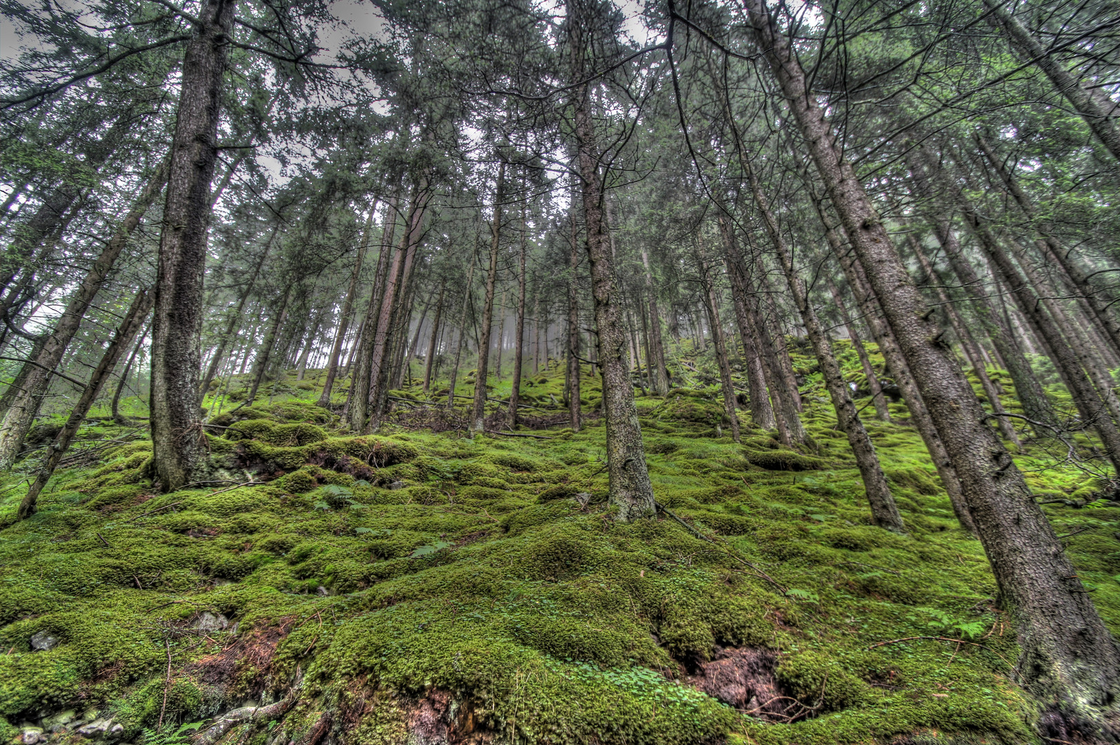 HDR Wald