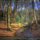 HDR Wald