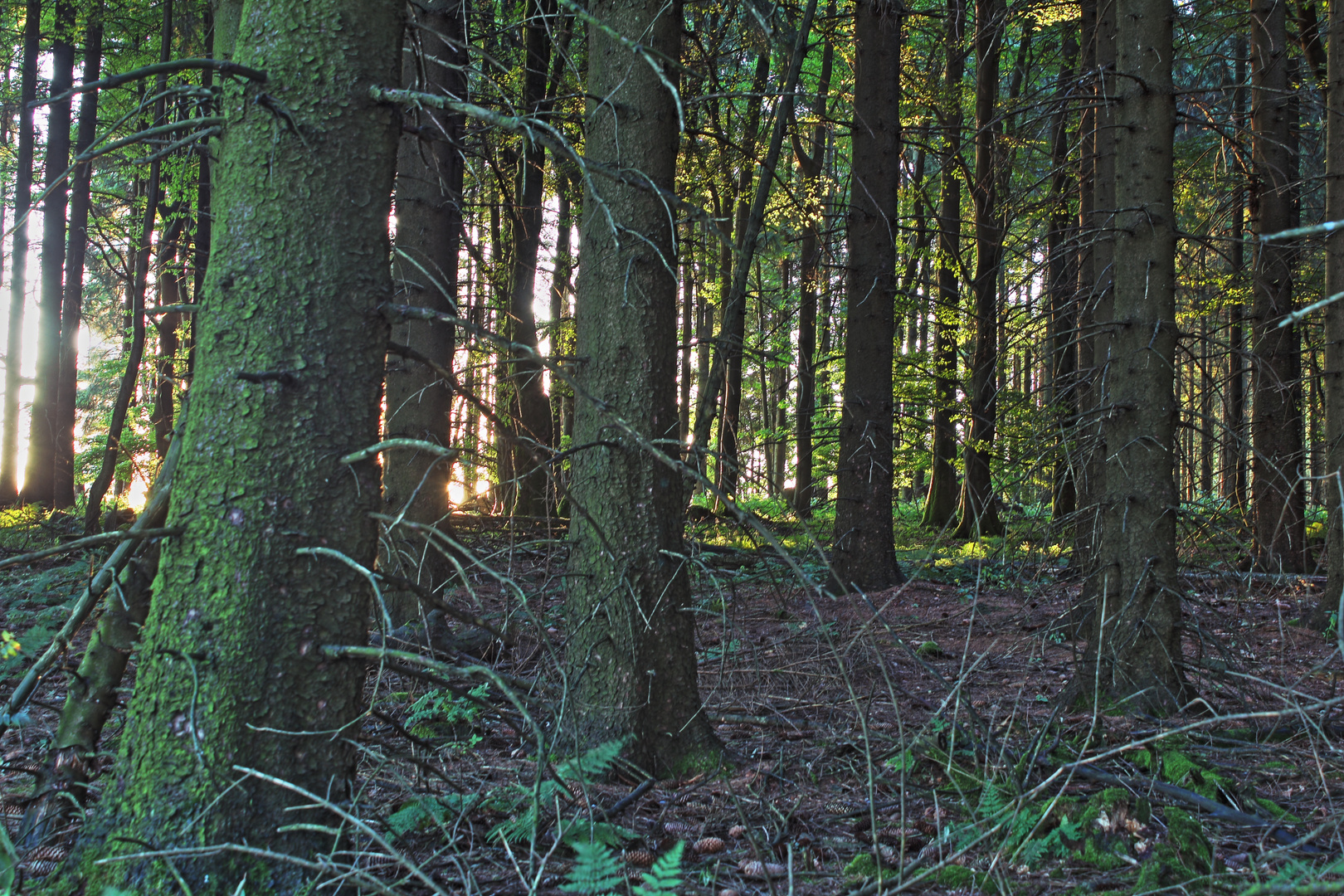 HDR-Wald im Westerwald