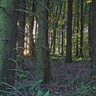 HDR-Wald im Westerwald