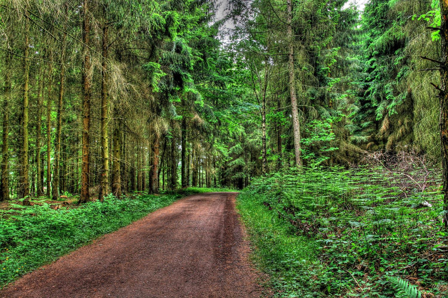 HDR Waldweg