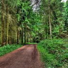 HDR Waldweg