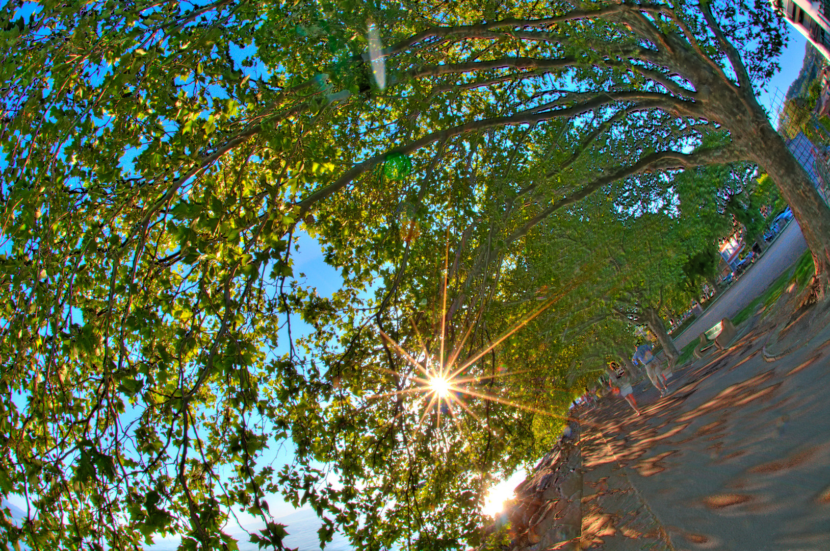 HDR_arbre2