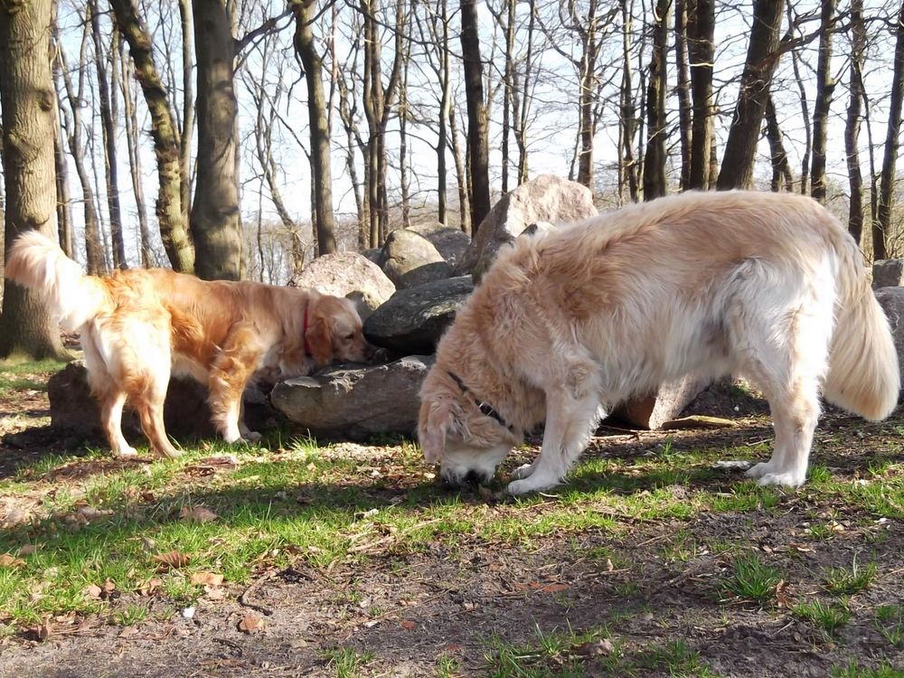 He Bamse , hier sind 1000 Jahre alte Knochen