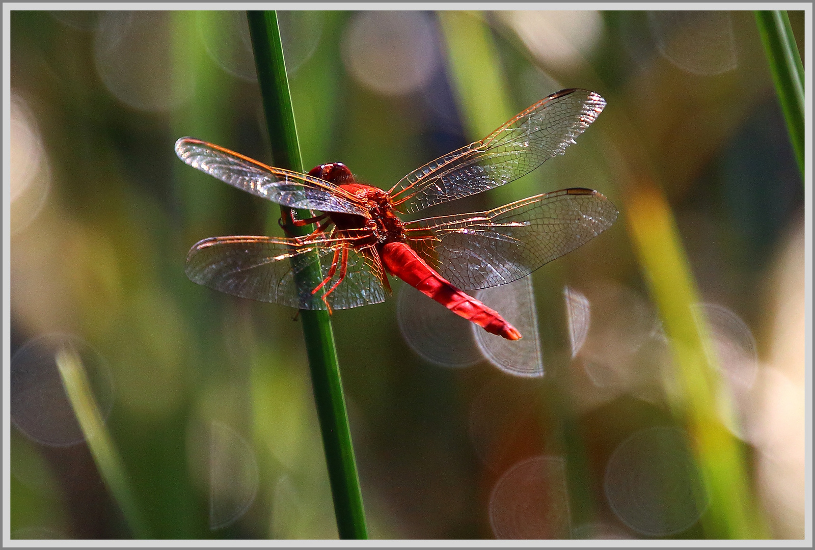 He - Bokeh!