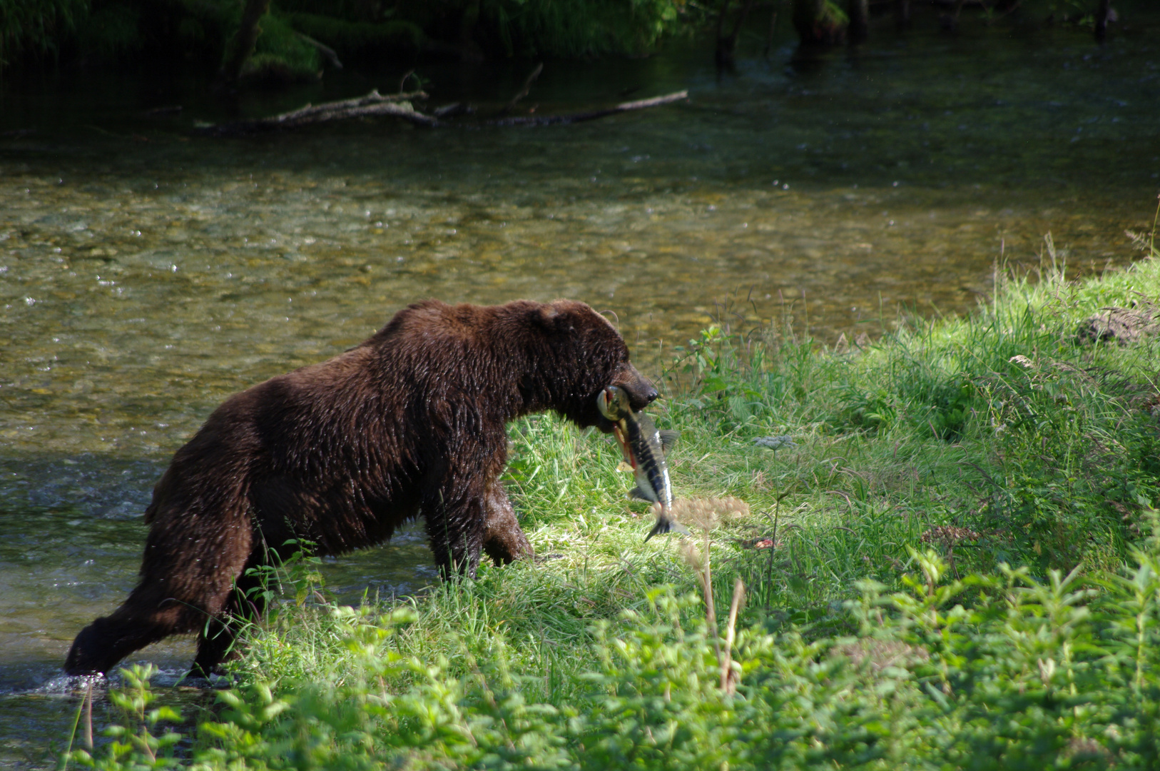 He caught the salmon