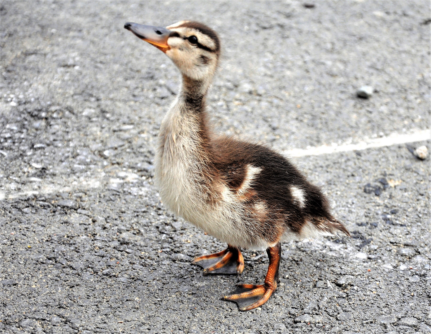 He' du da oben,  haste was zu futtern dabei....?