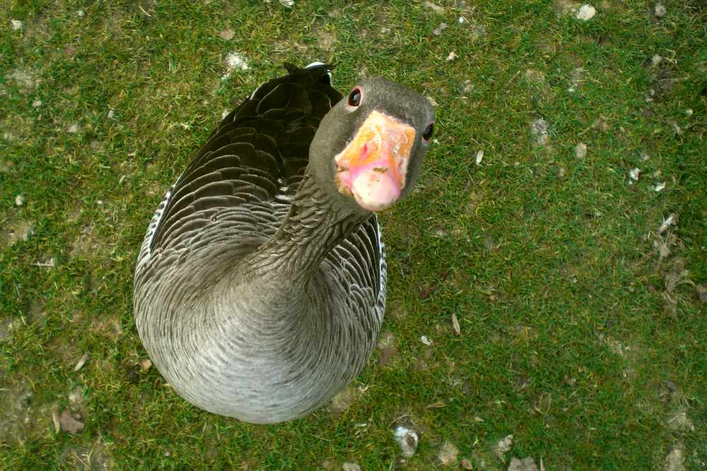 He - du da oben! Wie wärs mit Futter?