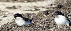 he du kannst auch mal sammeln schließlich wollen wir so schnell wie möglich das nest fertig bauen