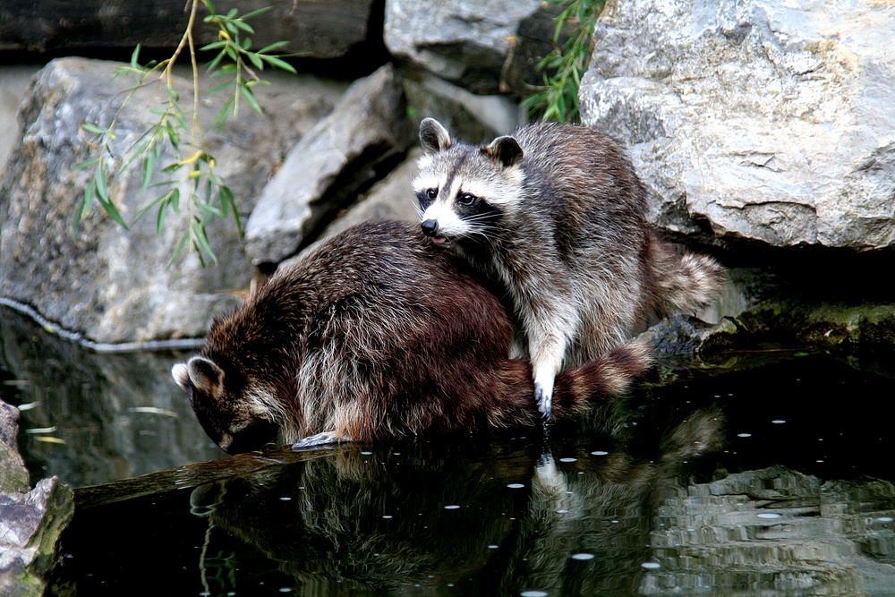 He du, lass mich auch mal ans Wasser!