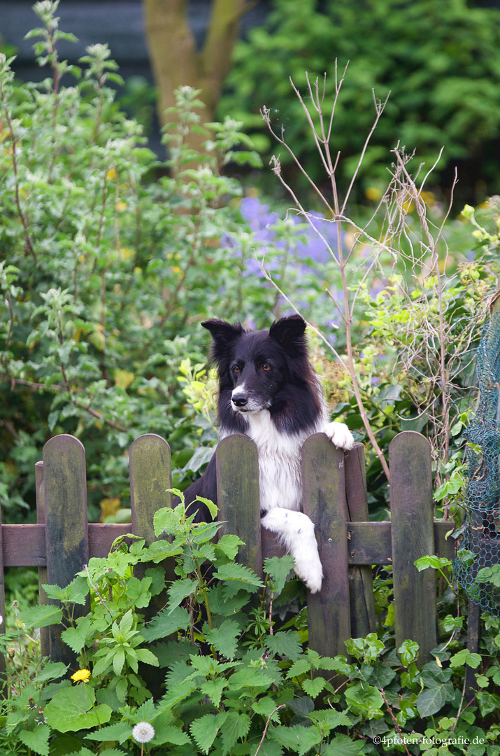 He Du mein Garten