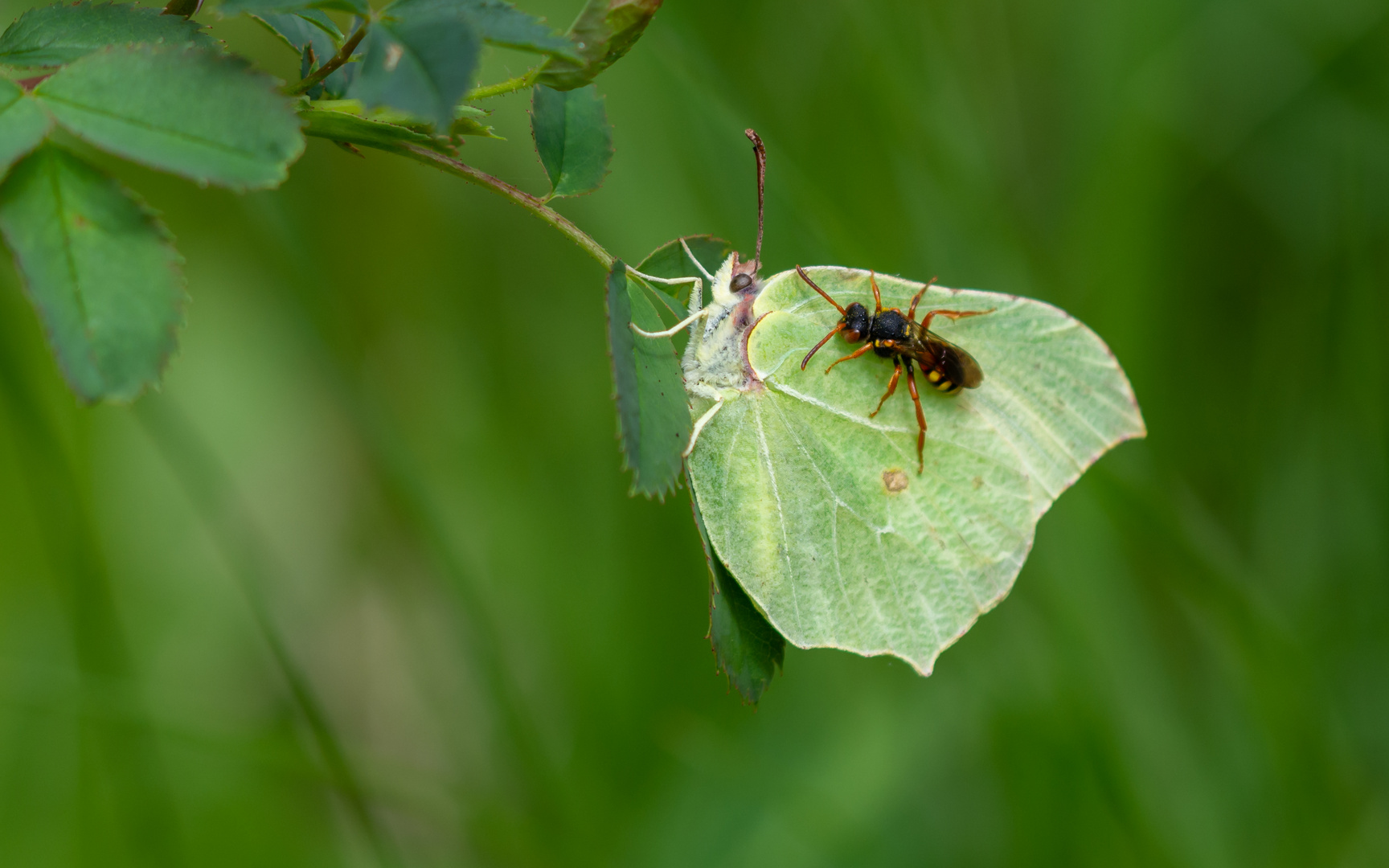 "He, ich bin kein Blatt!"