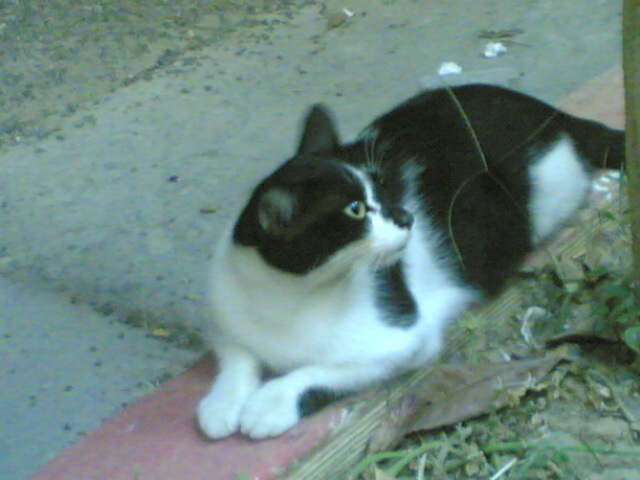 he is a streetcat:)