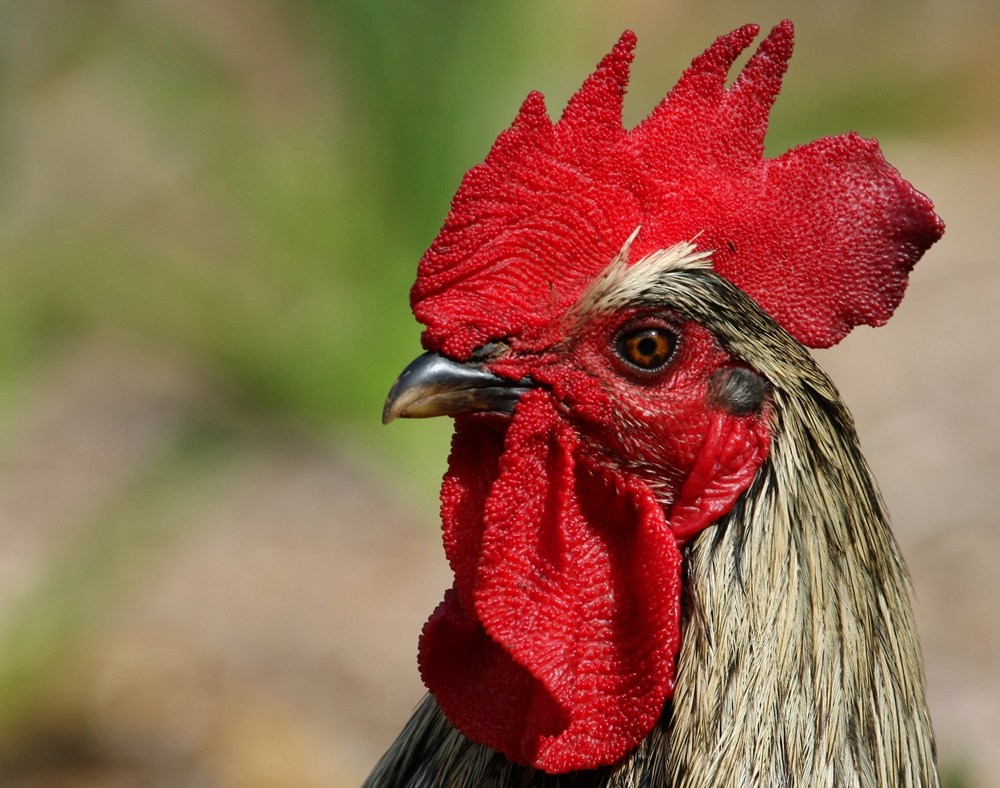 He is the Boss in the chook den.