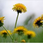 He Jungs, Kopf hoch und kämmt euch mal, da hinten kommen lauter Bienen....