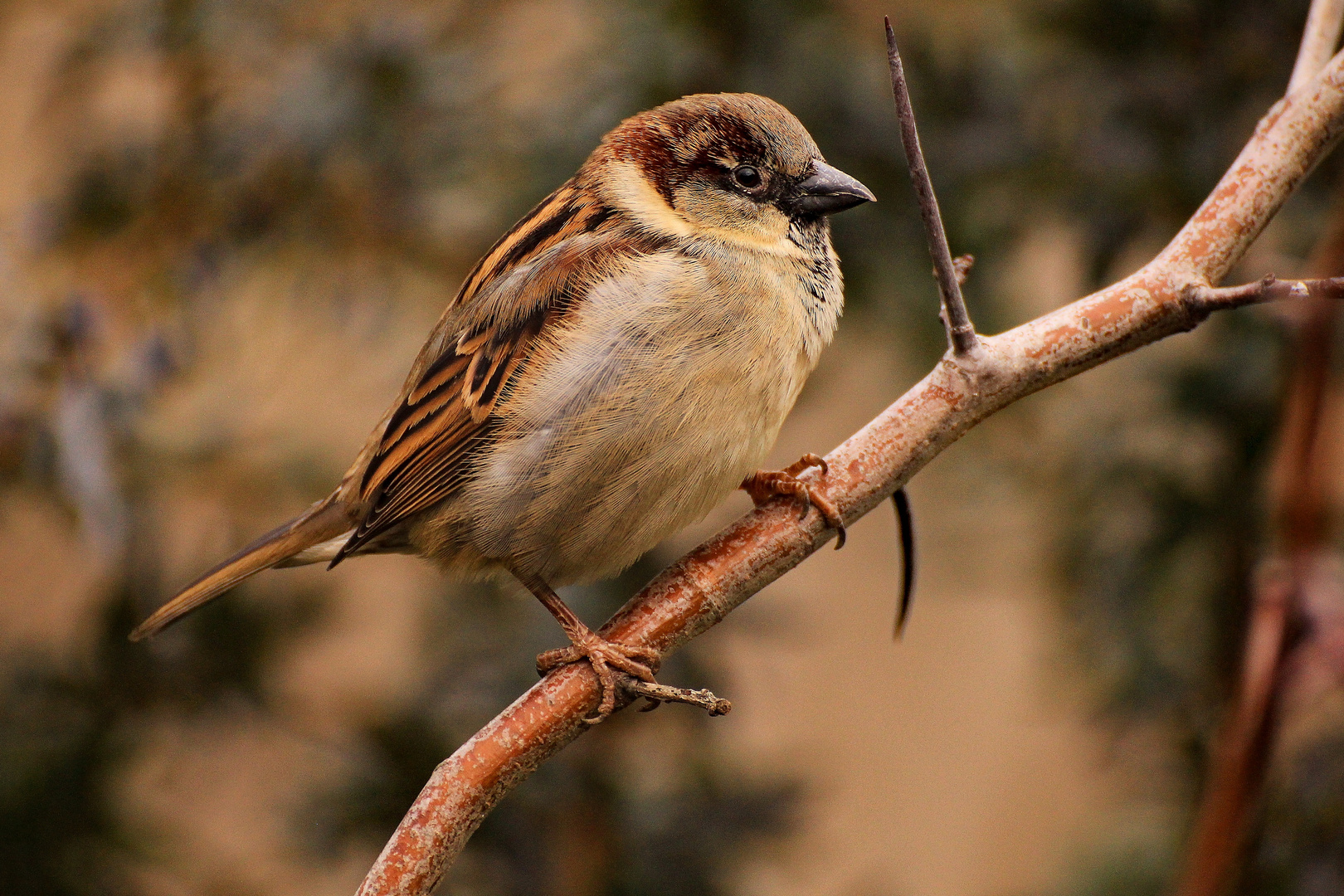 He, kleiner Spatz